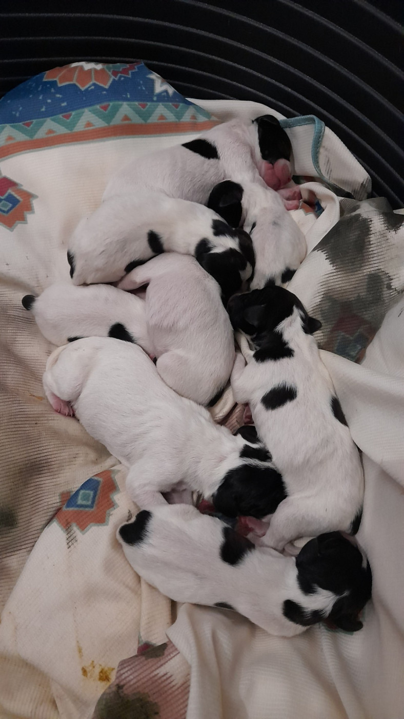 Chiot Pointer Des Falaises De Pounche Etoilée