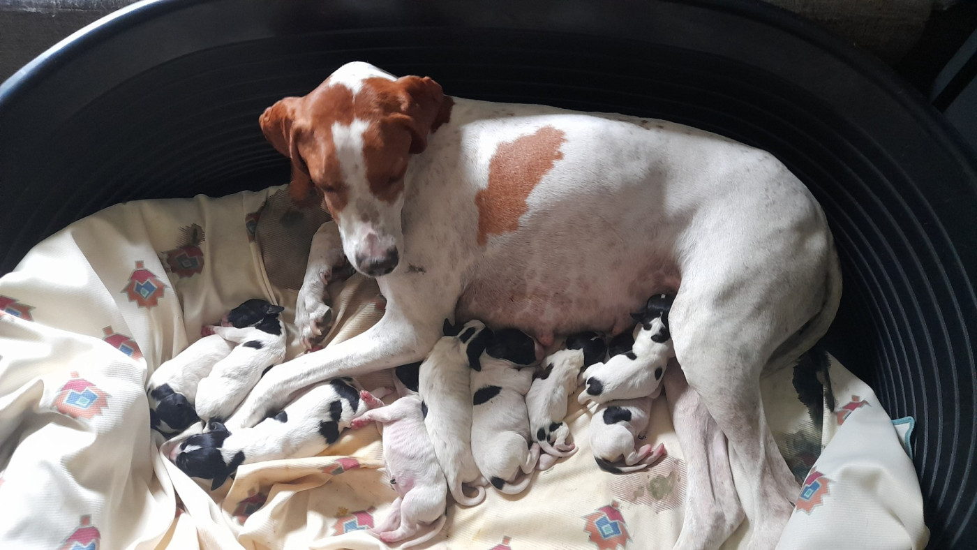Des Falaises De Pounche Etoilée - Chiots disponibles - Pointer